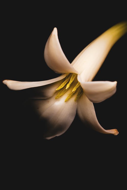 Безкоштовне стокове фото на тему «Біла квітка, білий, впритул»