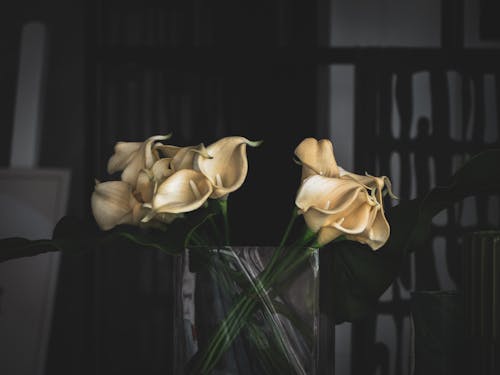 Foto d'estoc gratuïta de blanc, calla lily, flor