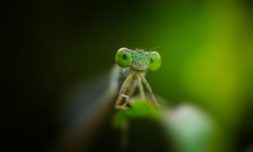 Foto stok gratis capung, foto makro, fotografi alam