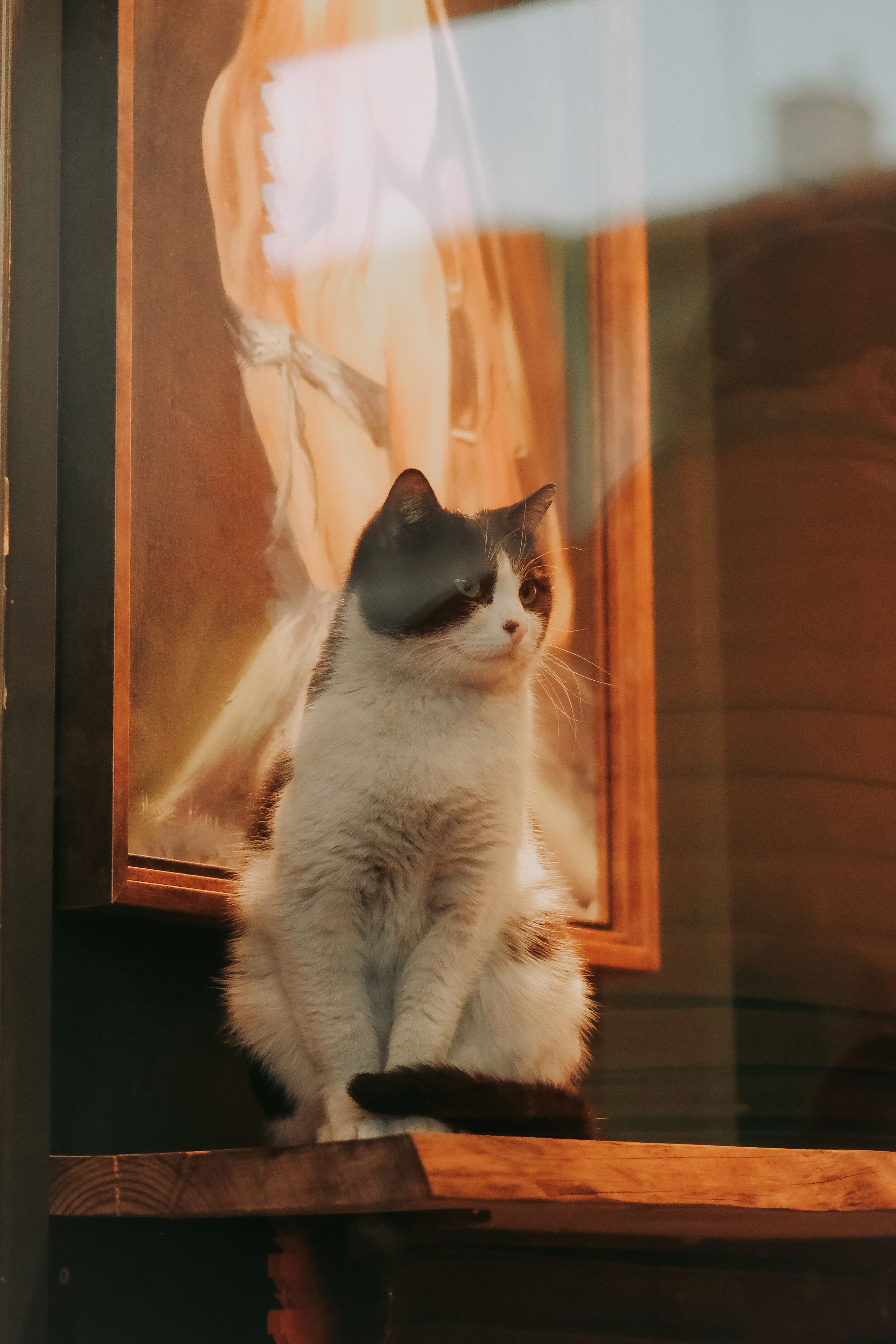 Cute cat sitting near a painting on a wooden surface indoors, exuding curiosity.