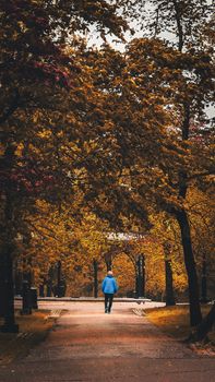 A man in a blue jacket walks down a park path framed by vibrant autumn trees.