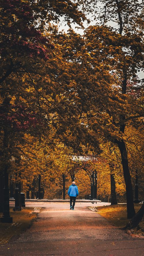Free A man in a blue jacket walks down a park path framed by vibrant autumn trees. Stock Photo