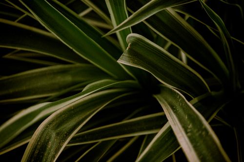 Free Detailed view of green leaves with water droplets, showcasing nature's beauty and texture. Stock Photo