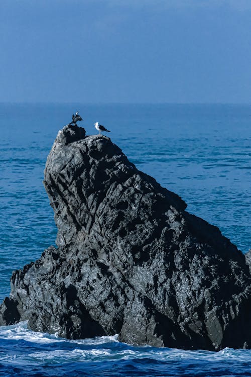 Photos gratuites de gros rochers, océan, oiseaux