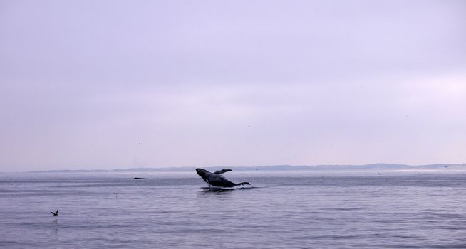 whale photo