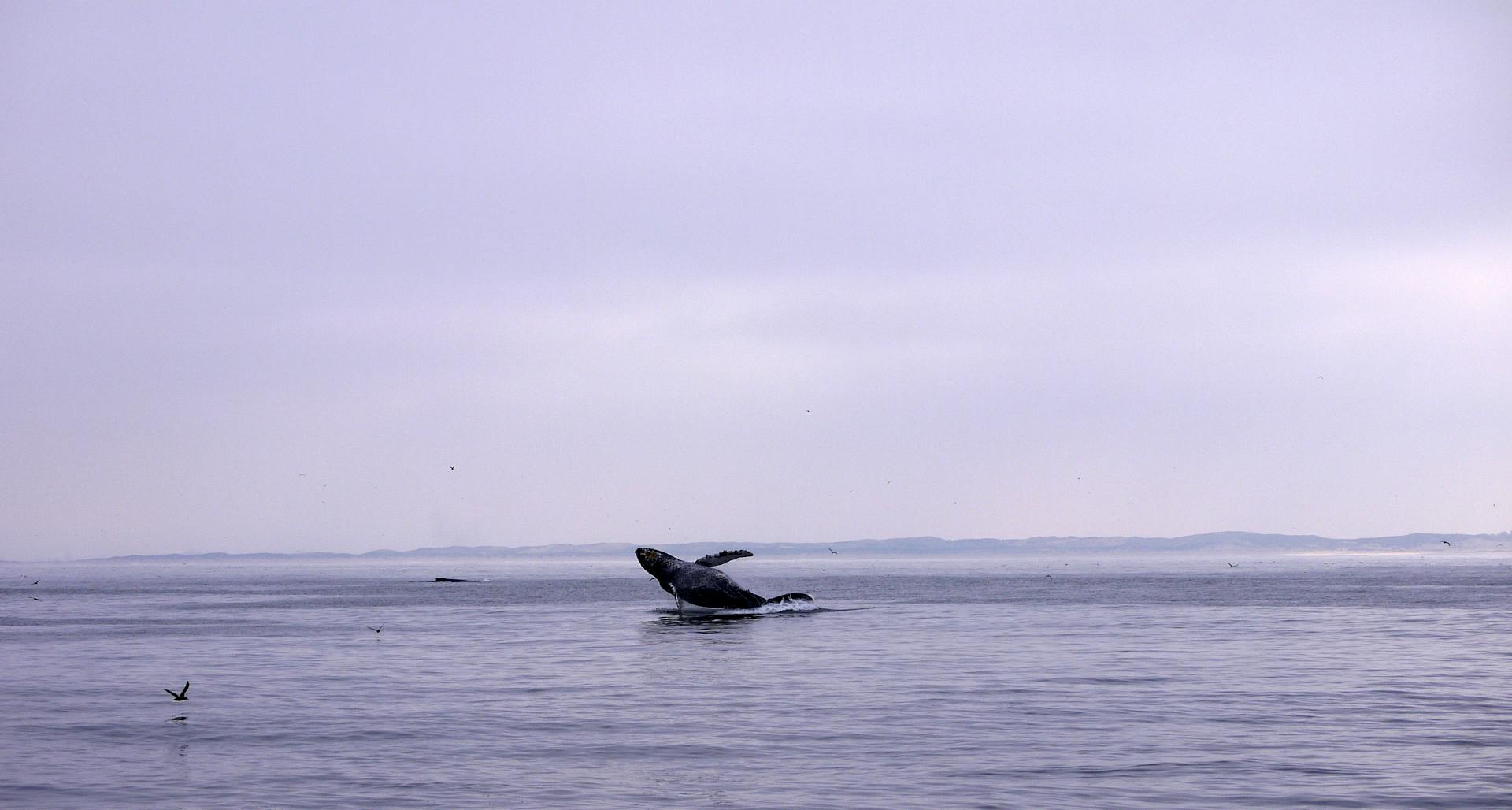 A Humpback Whale Breaching in the Ocean, California, USA