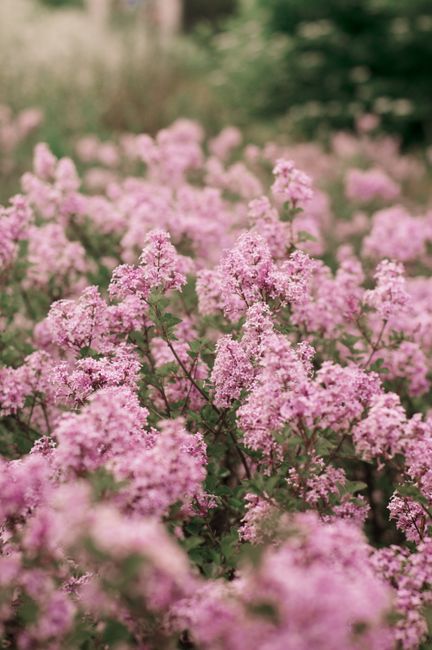 Capture of vivid pink blossoms in a lush garden setting in Łódź, Poland.