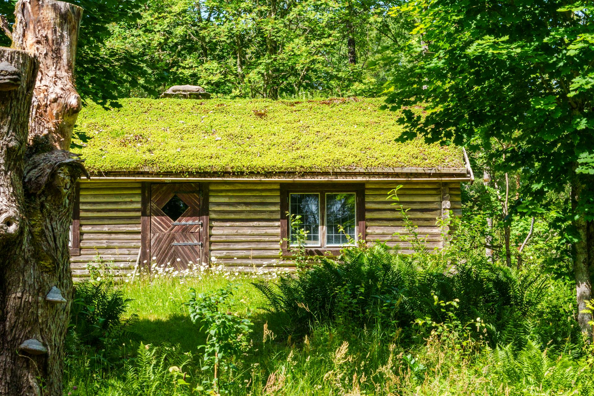 Log Cabin with Grass Roof in the Forest