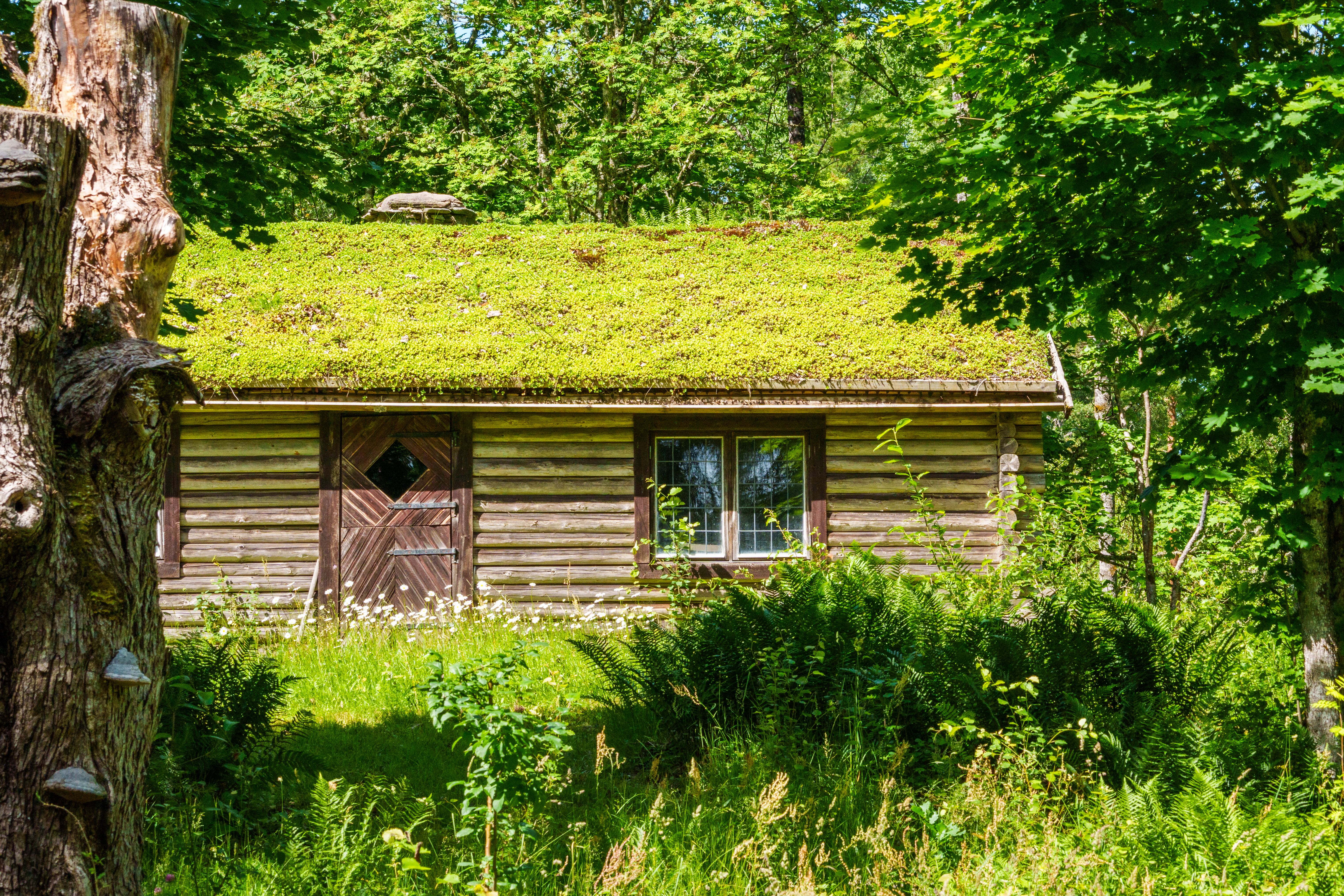 Log Cabin with Grass Roof in the Forest · Free Stock Photo