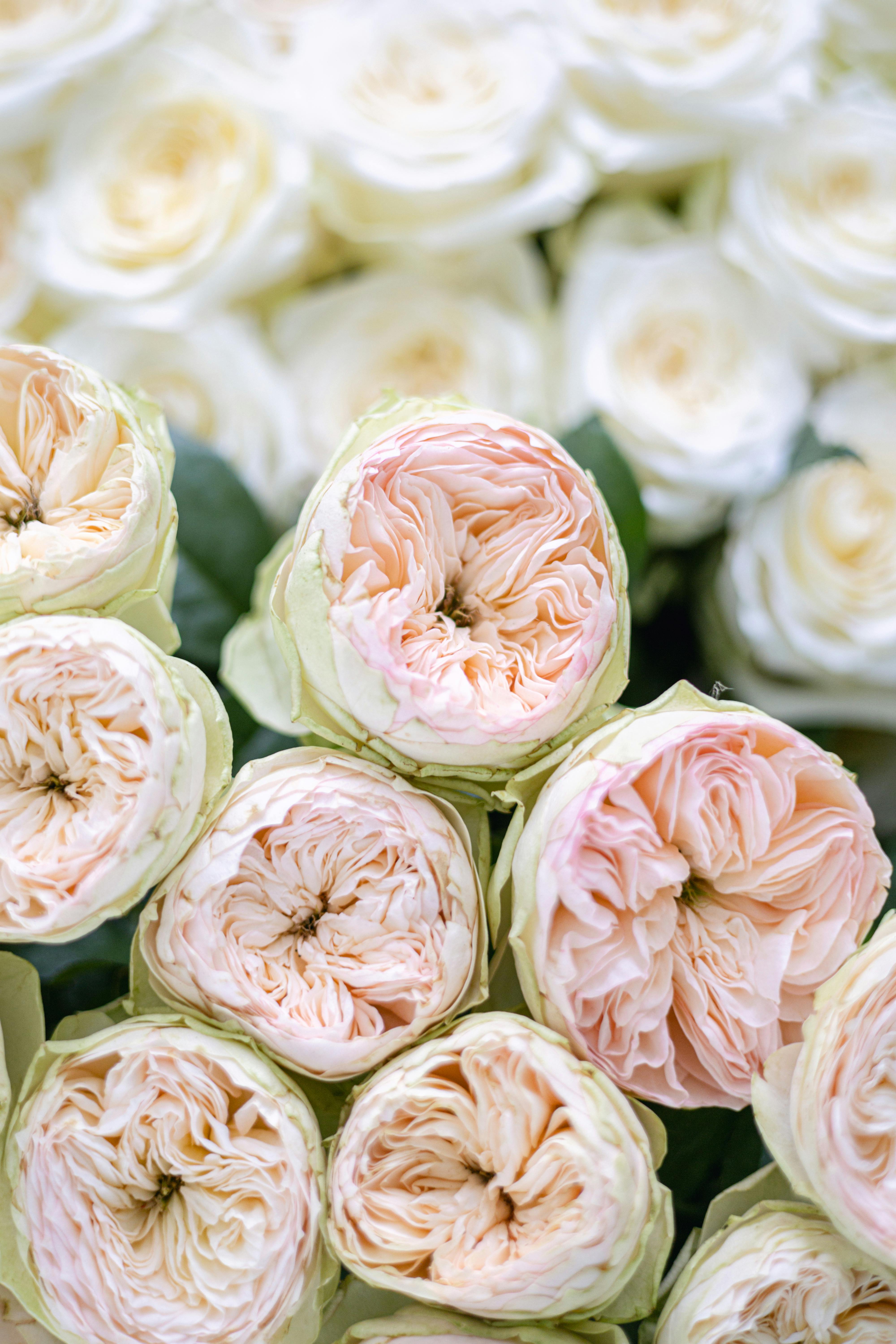 Paper Roses · Free Stock Photo