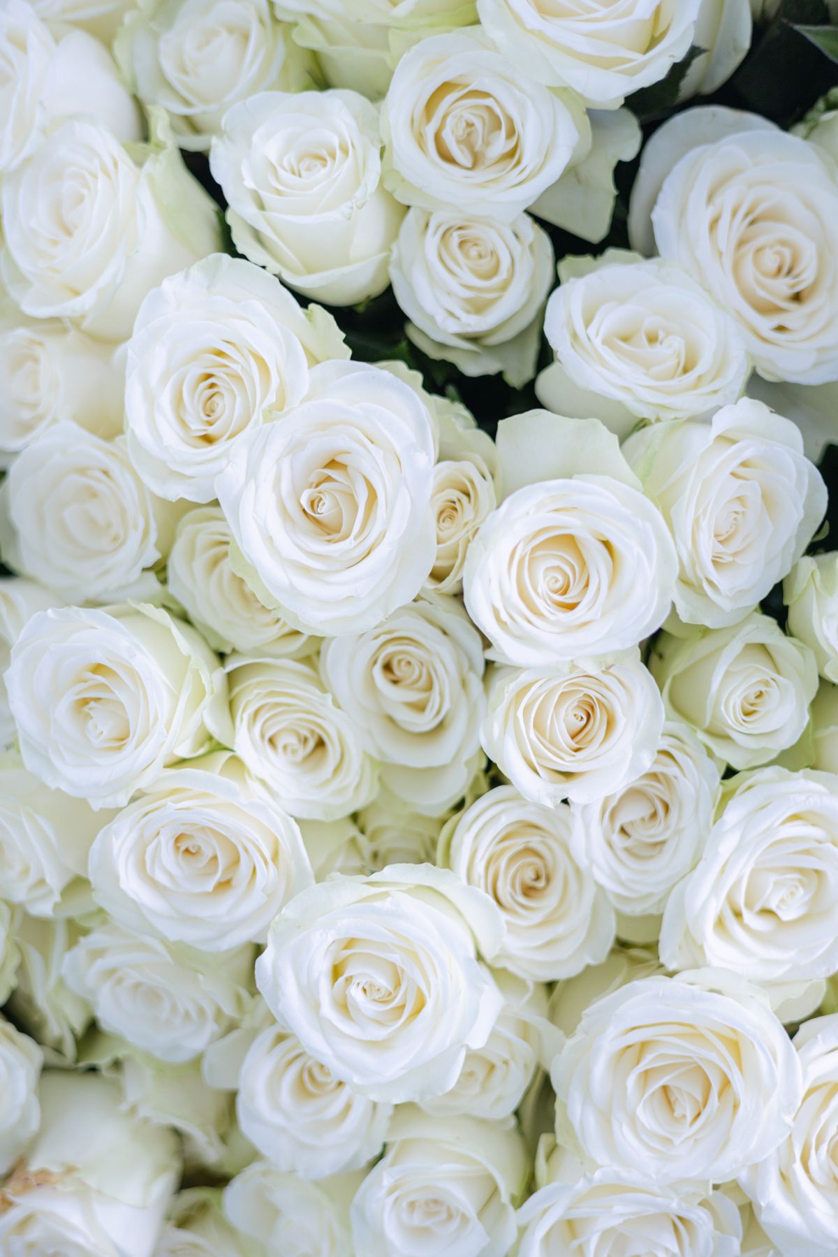 The Ivory Romance