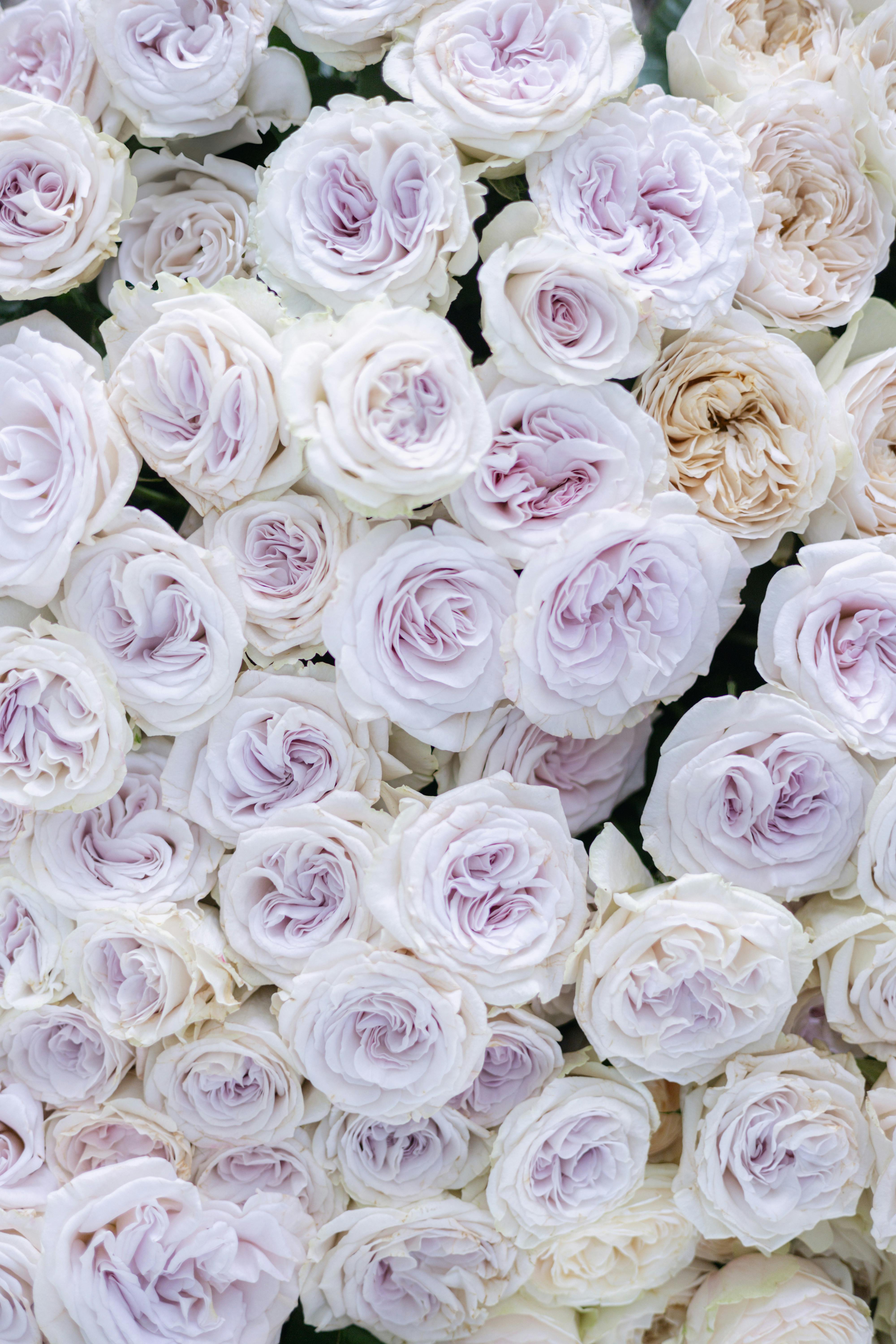 A serene close-up of white roses forming a stunning floral bouquet, perfect for decorative purposes.