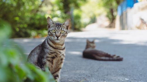 Free Two tabby cats enjoy a sunny day in a quiet urban alley, surrounded by greenery. Stock Photo