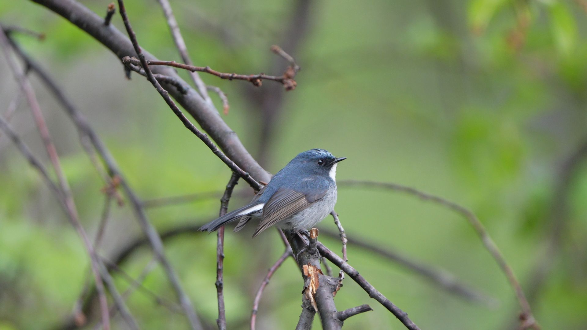 Slaty-Blue Flycatcher on a branch in a lush, green forest setting.