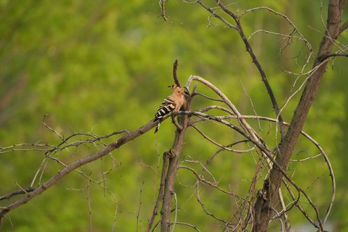 Free A tranquil Eurasian Hoopoe perched on tree branches with a lush green background of spring foliage. Stock Photo