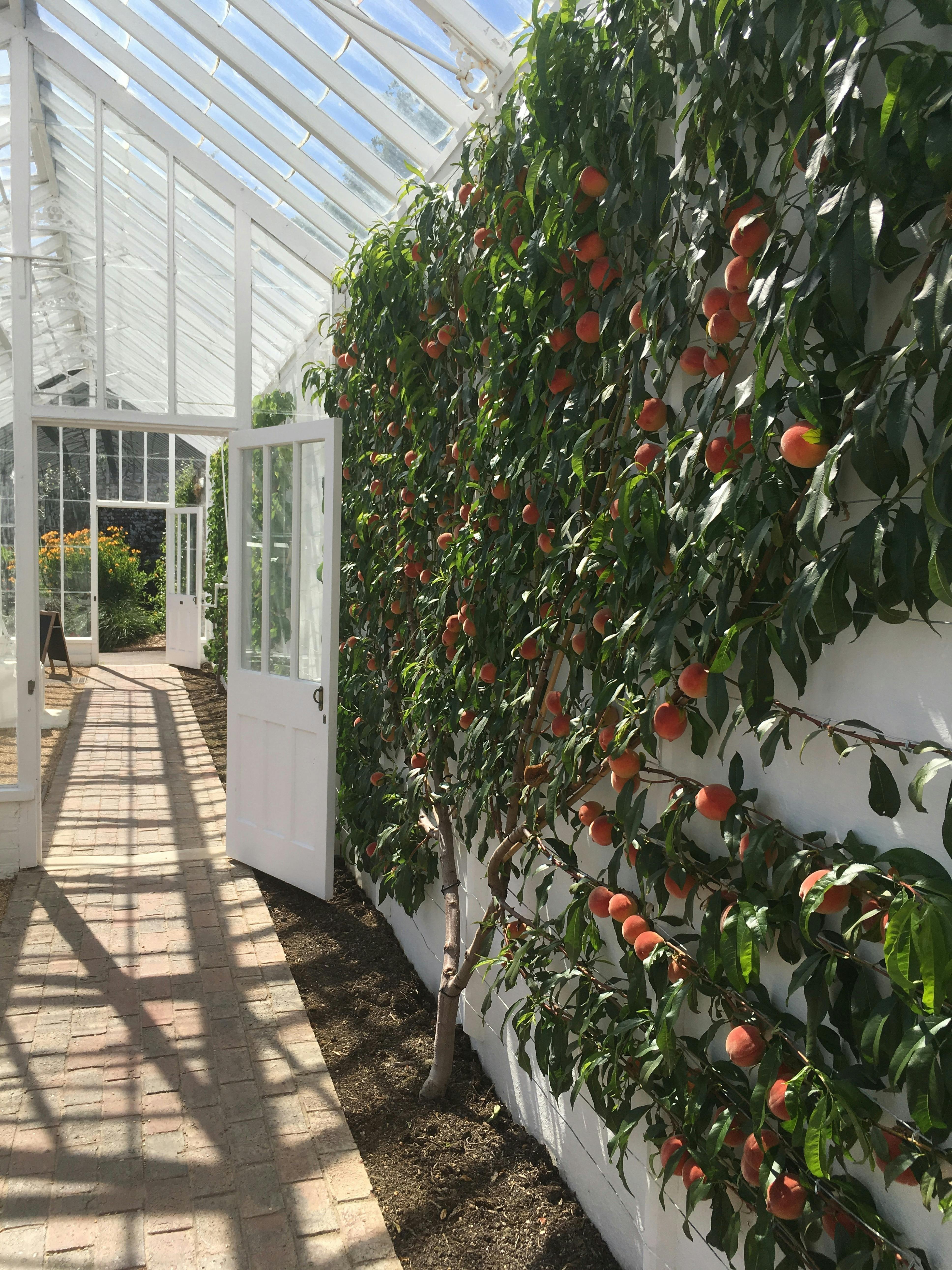 pruning summer bearing raspberries diagram uk