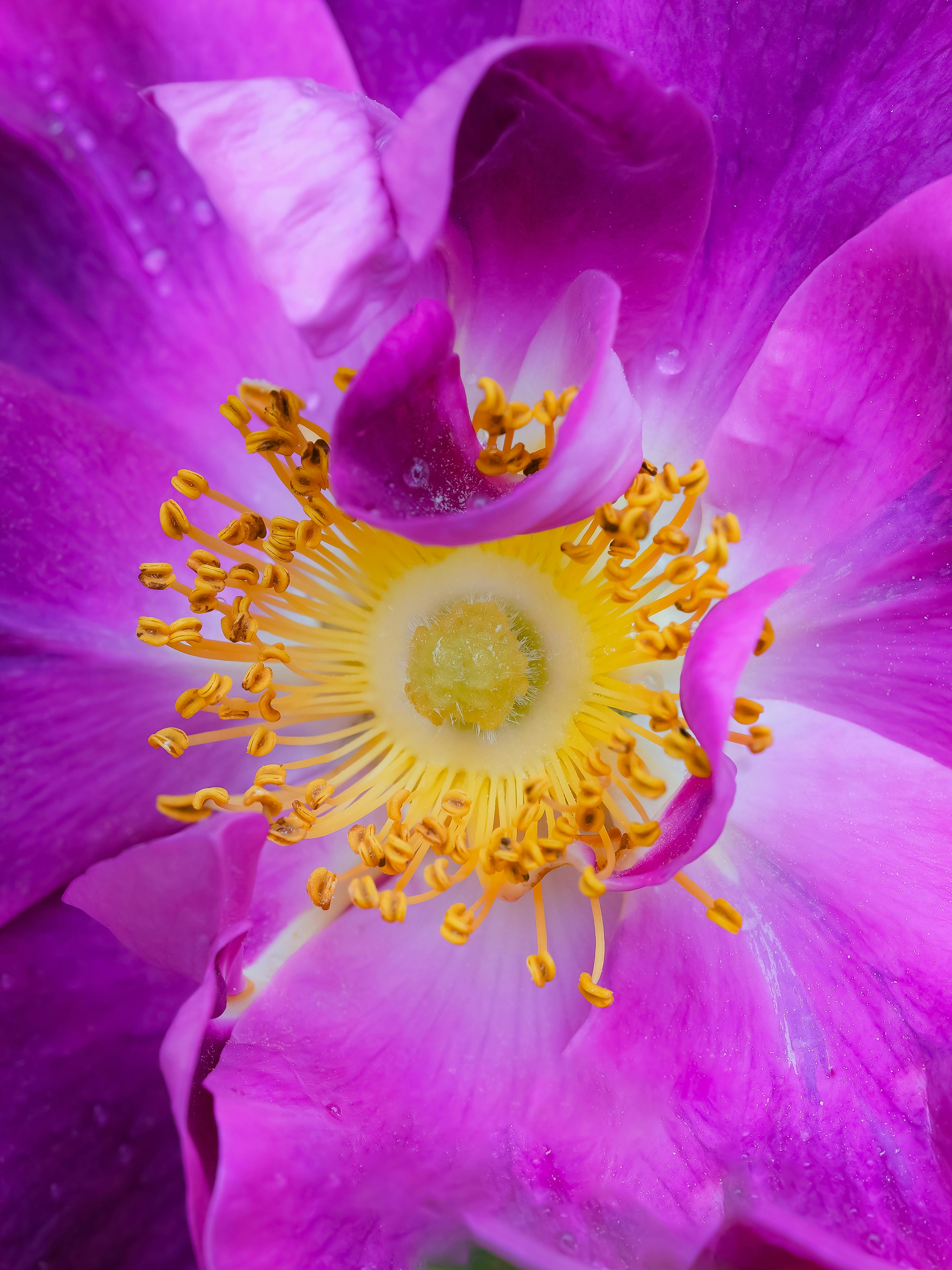 [ColoSach]-detailed-close-up-of-vibrant-purple-petals-with-a-striking-yellow-center.