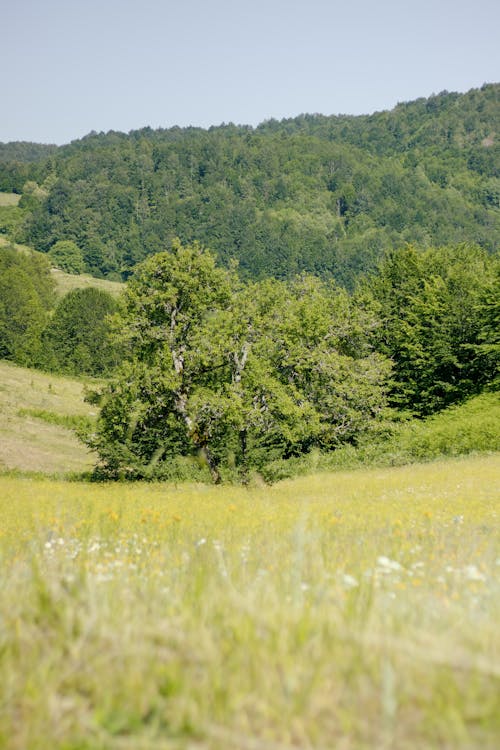 açık hava, ağaç, ahşap içeren Ücretsiz stok fotoğraf