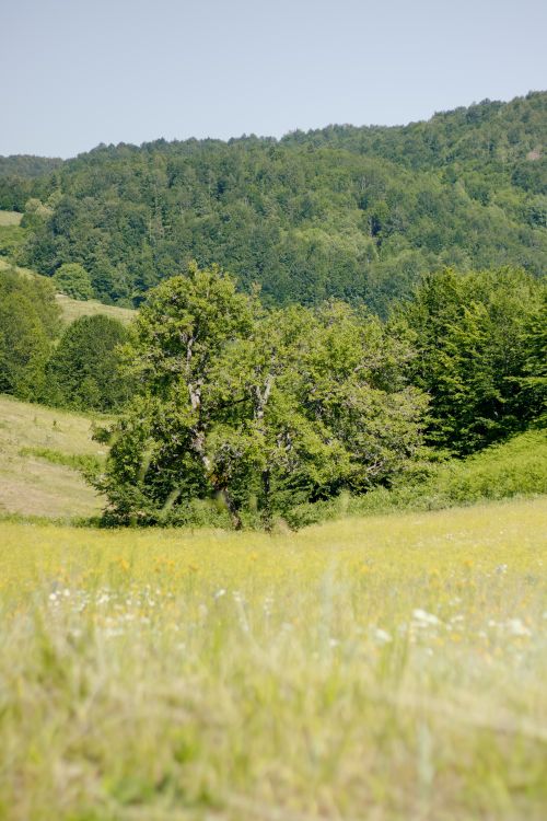 Free Serene view of a lush meadow bordered by forested hills under clear blue sky. Stock Photo