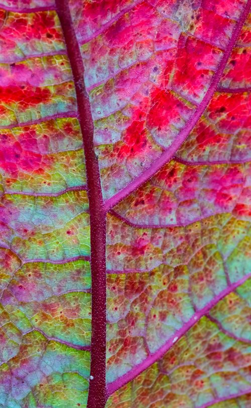Free Colorful close-up image showcasing the intricate pattern and texture of an autumn leaf. Stock Photo