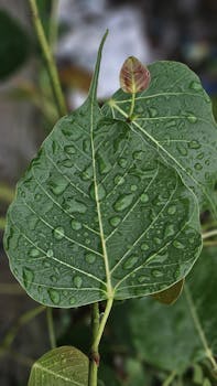 A detailed view of a leaf adorned with fresh water droplets, capturing the essence of nature after rain.