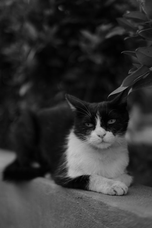 Free A black and white cat sitting peacefully on a wall in Qazvin, Iran, captured in monochrome. Stock Photo