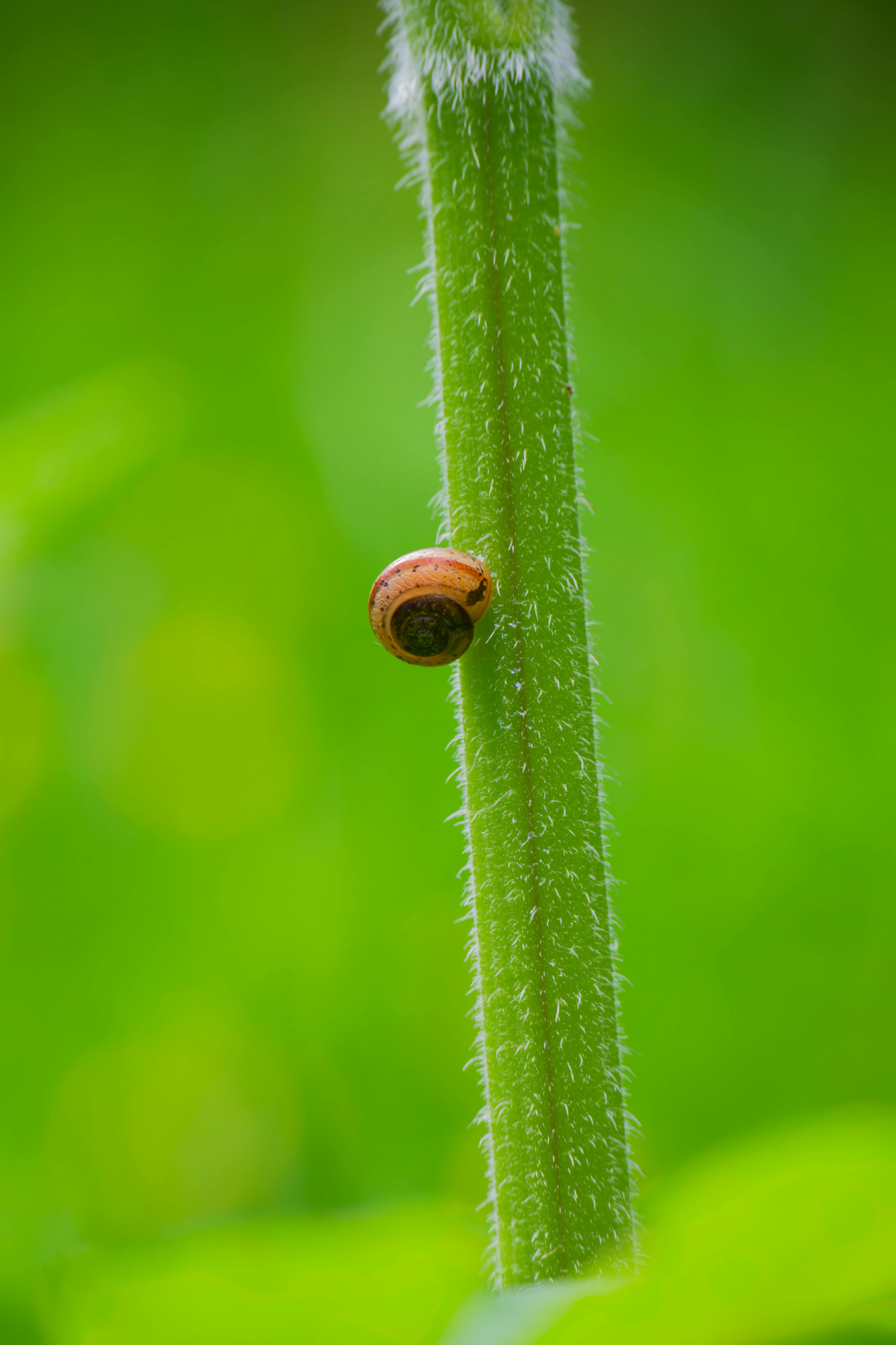 A Small Snail Sitting on a Plant Stem