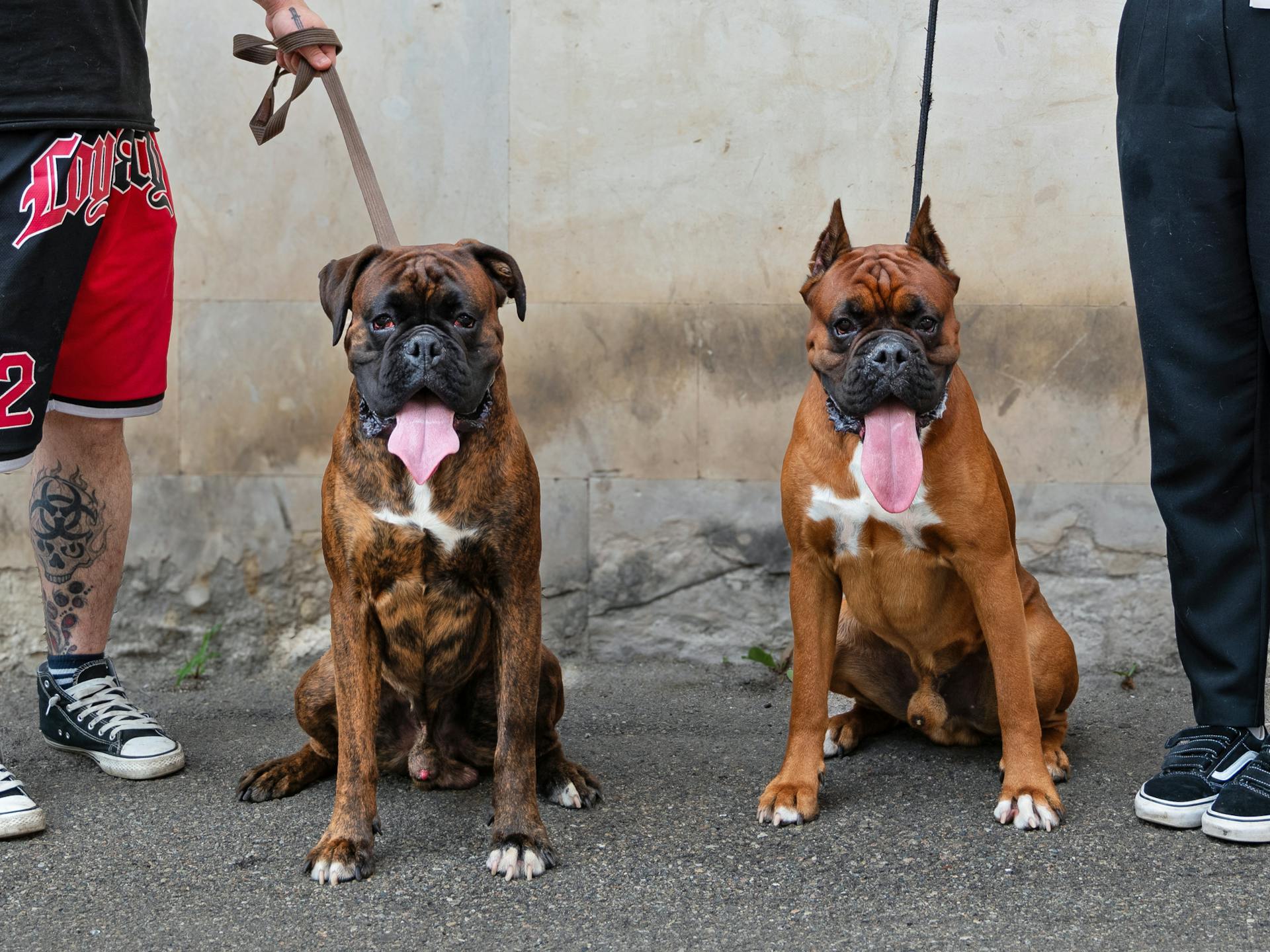 Des hommes avec des chiens boxeurs en laisse