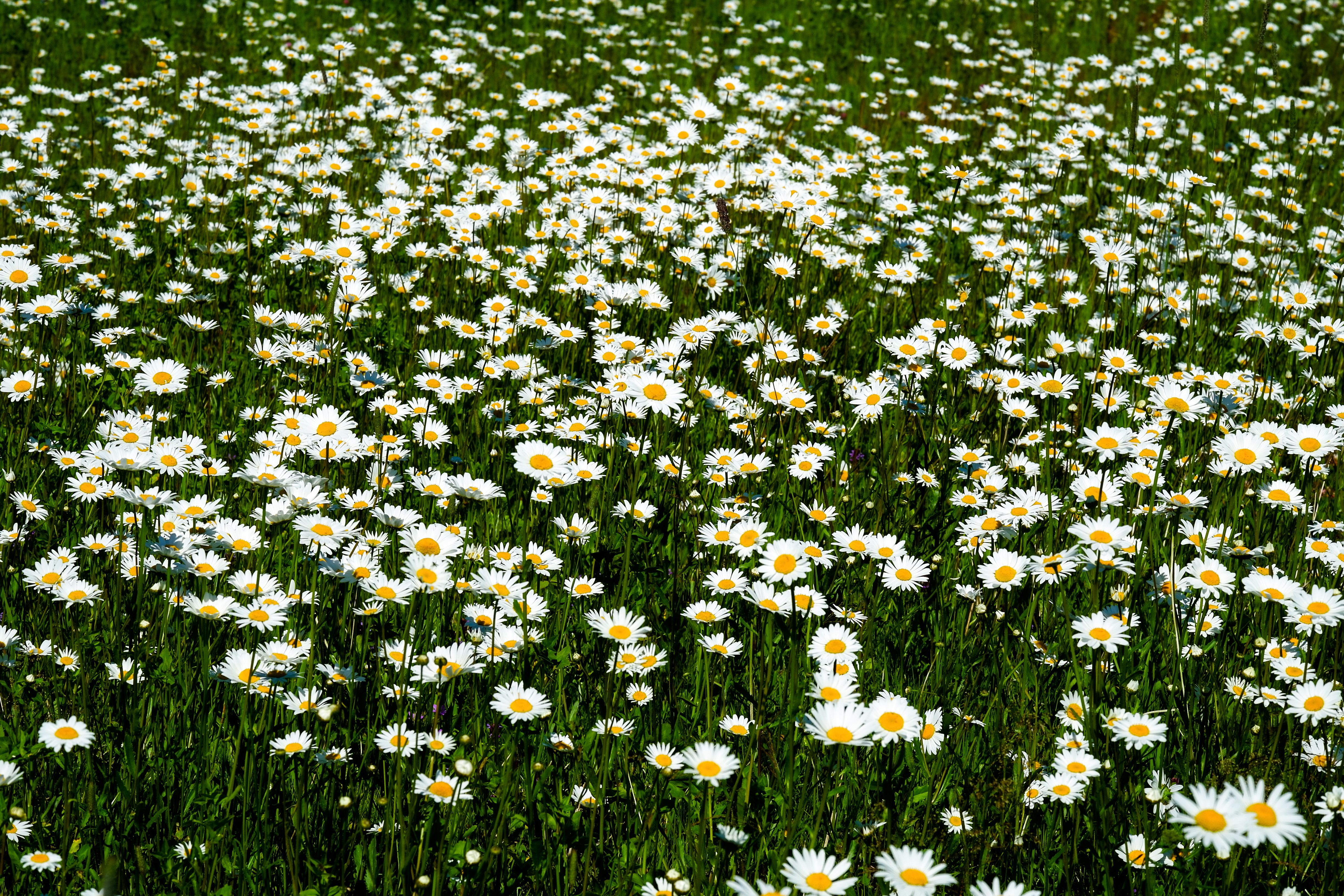 Pyrethrum flowers