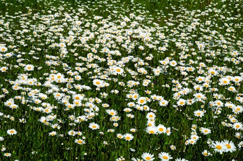 Foto stok gratis berbunga, bidang, bunga
