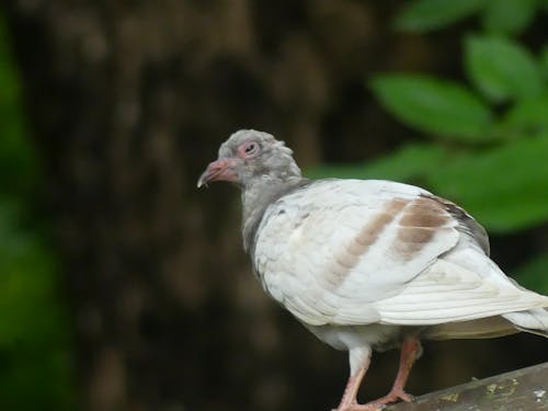 Foto d'estoc gratuïta de animal, animal salvatge, au