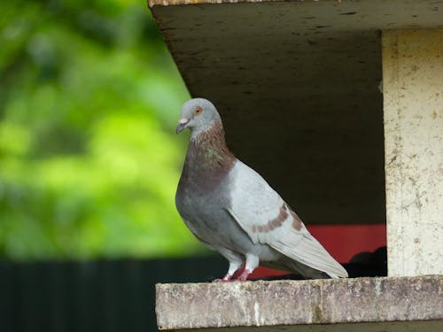 Foto d'estoc gratuïta de animal, au, colom