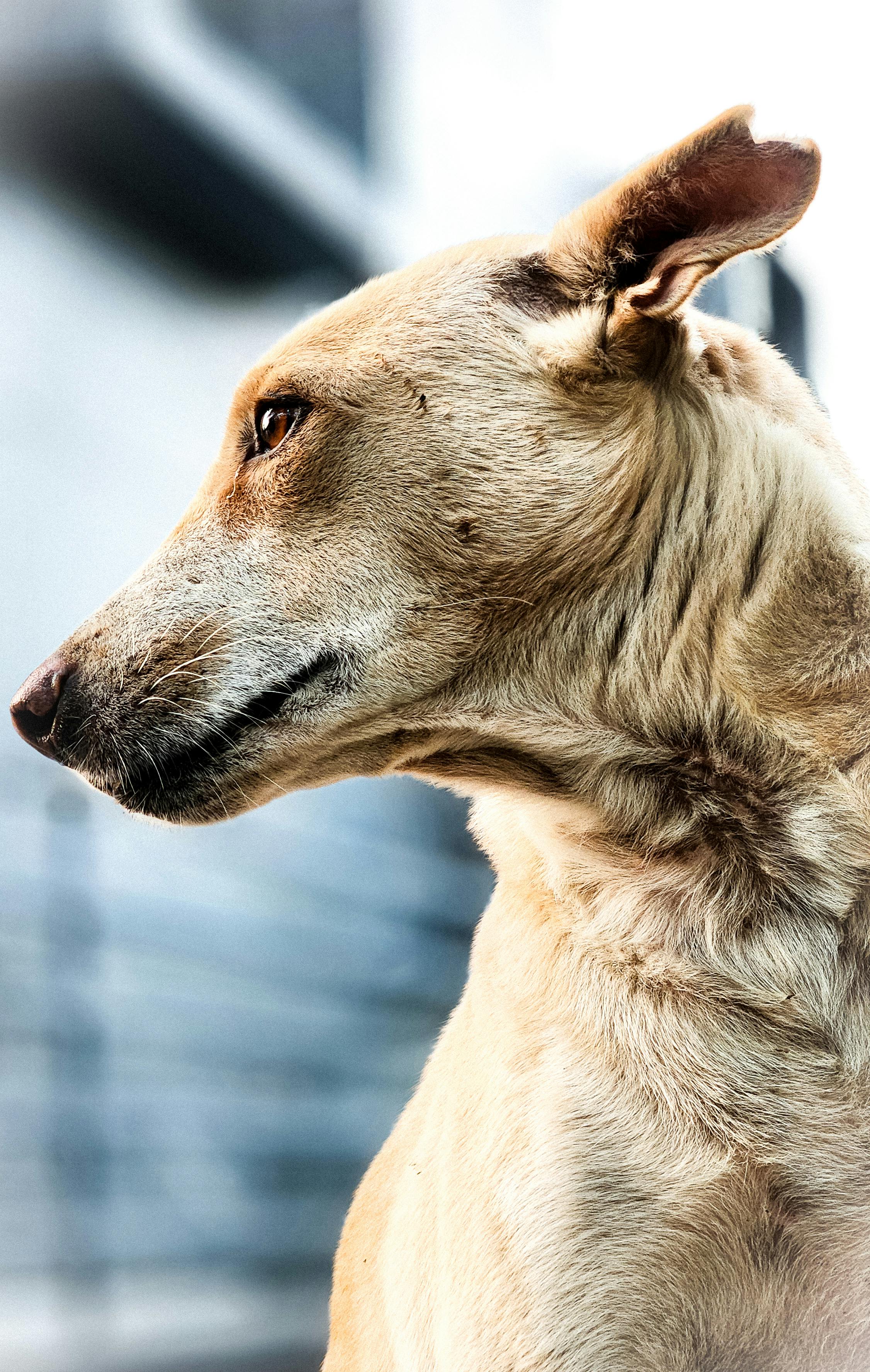 Close-up of a Domestic Dog with Light Brown Fur 