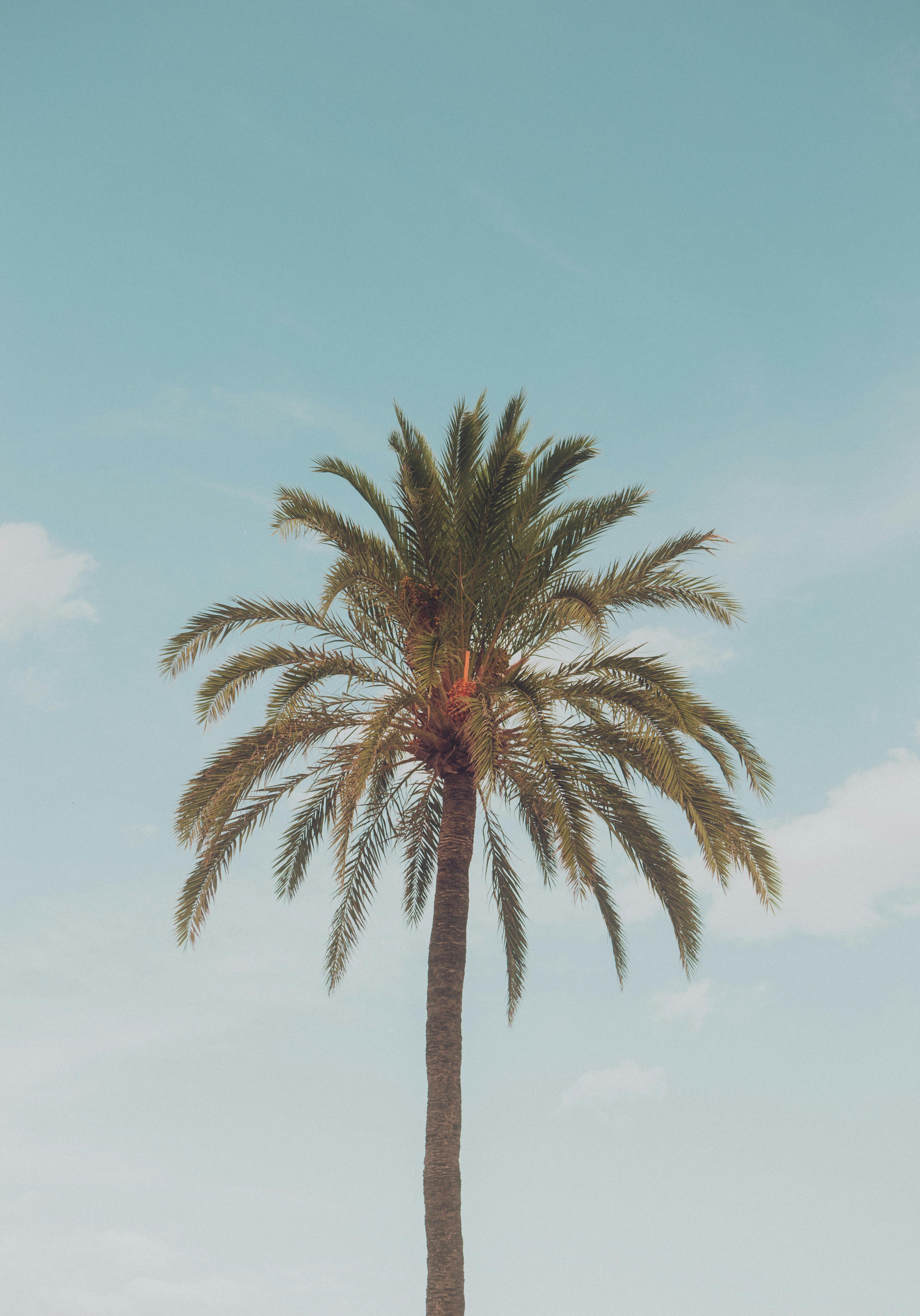 A majestic palm tree stands tall against a serene blue sky in Los Angeles, CA.