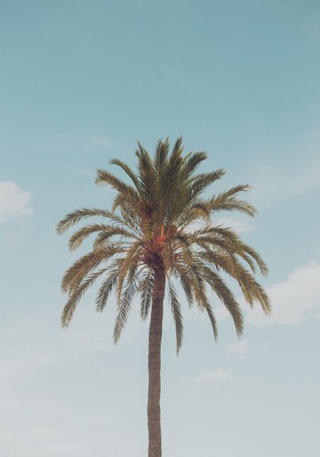 A majestic palm tree stands tall against a serene blue sky in Los Angeles, CA.