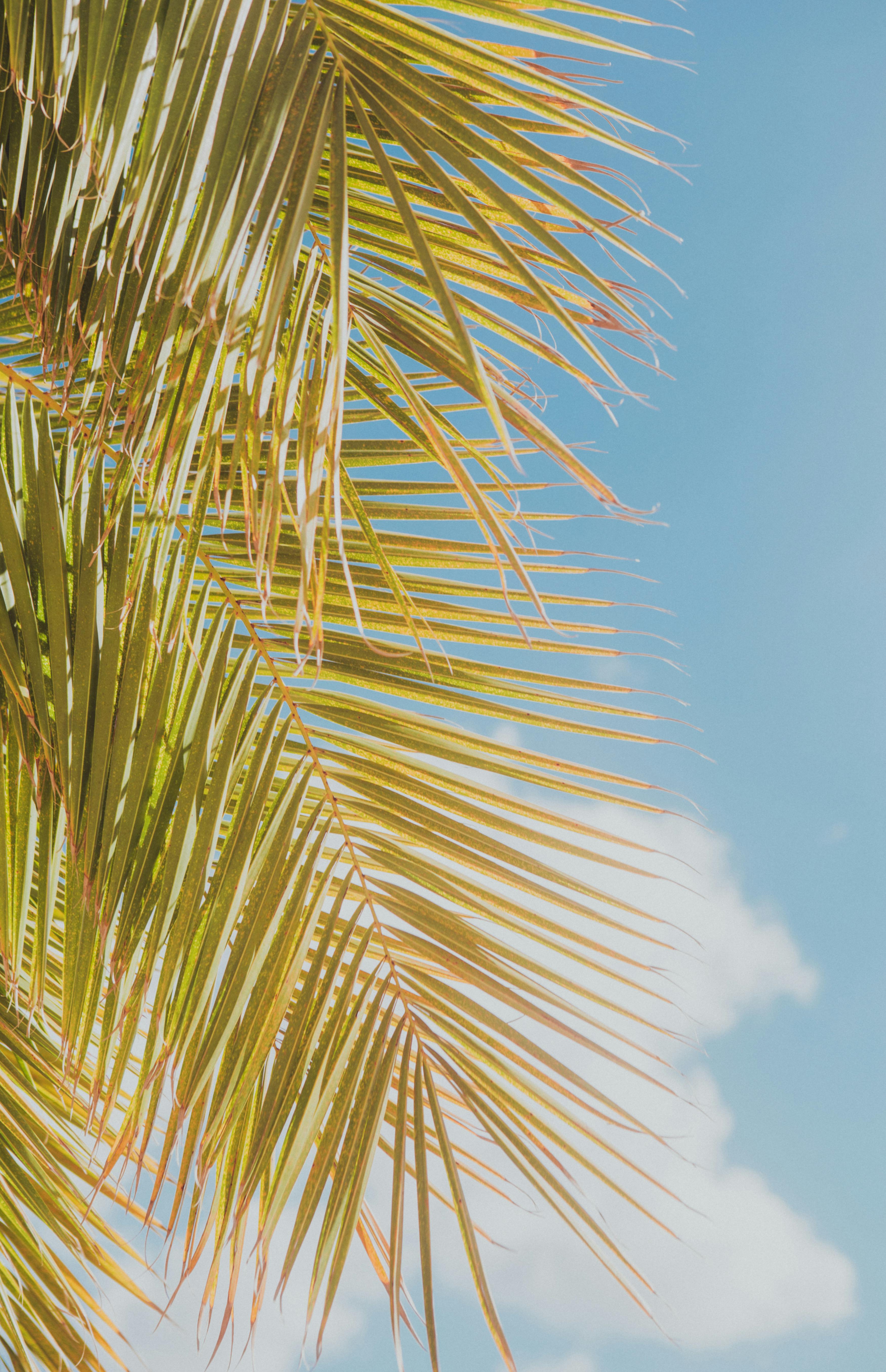 A close-up of sunlit tropical palm leaves framed by a bright blue sky, ideal for travel themes.