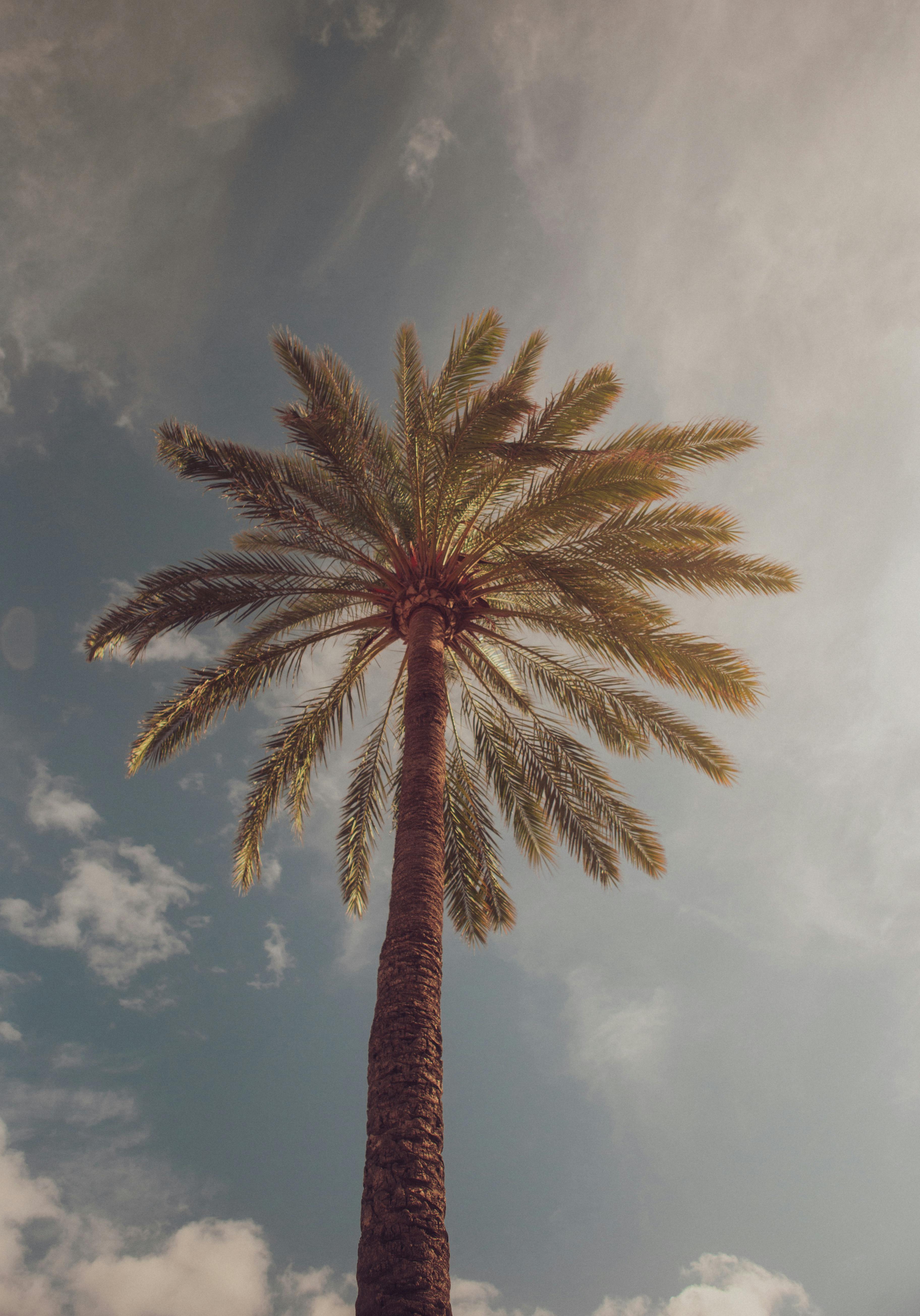 A tranquil scene of a palm tree under a clear sky, captured from a low angle.