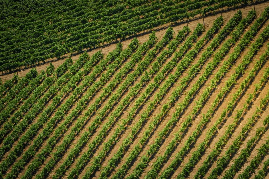 Diagonal aerial view of green vineyard rows under the summer sun.