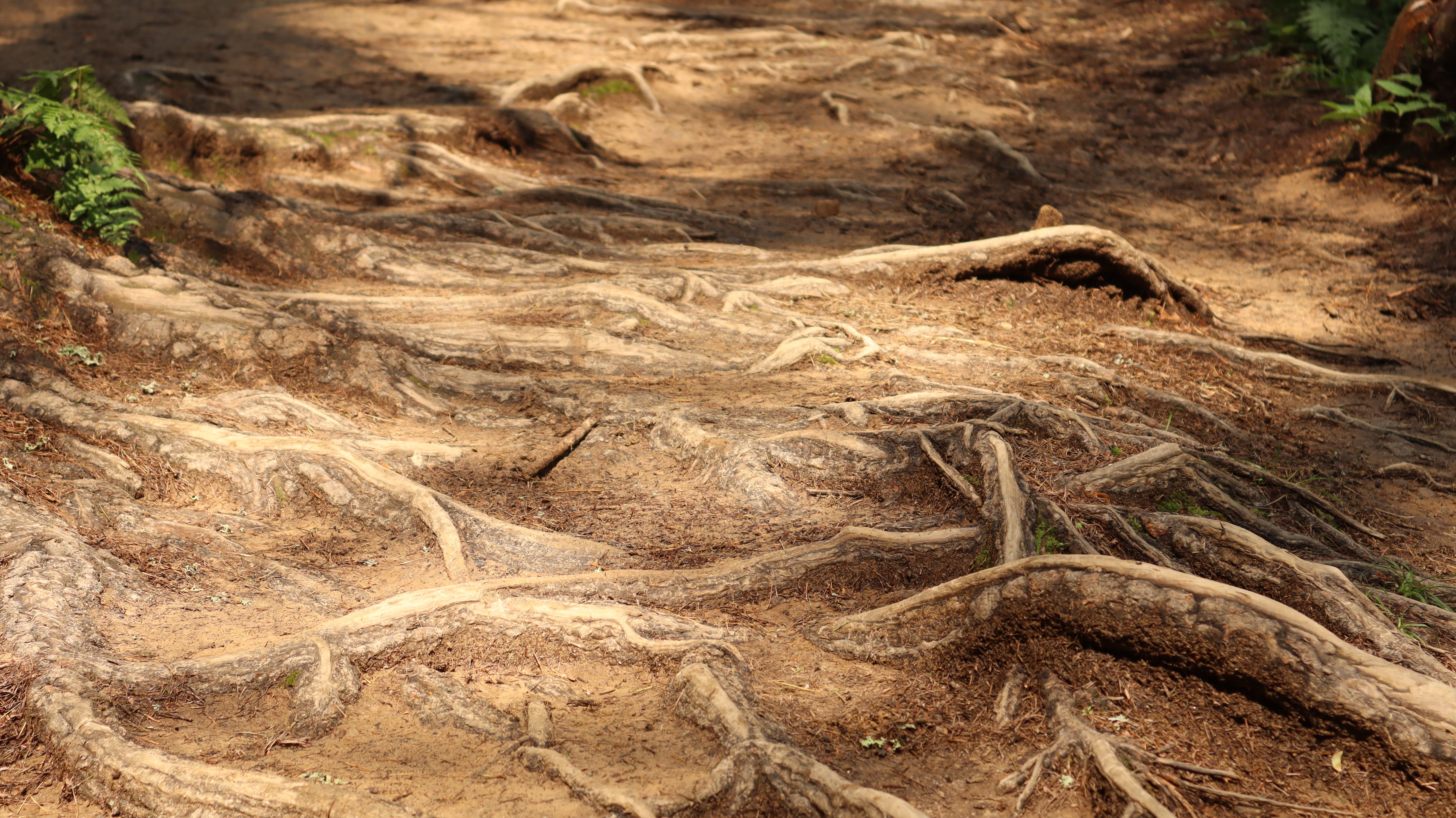 Tree roots intertwine across a forest trail, dappled in sunlight, creating a natural pathway.