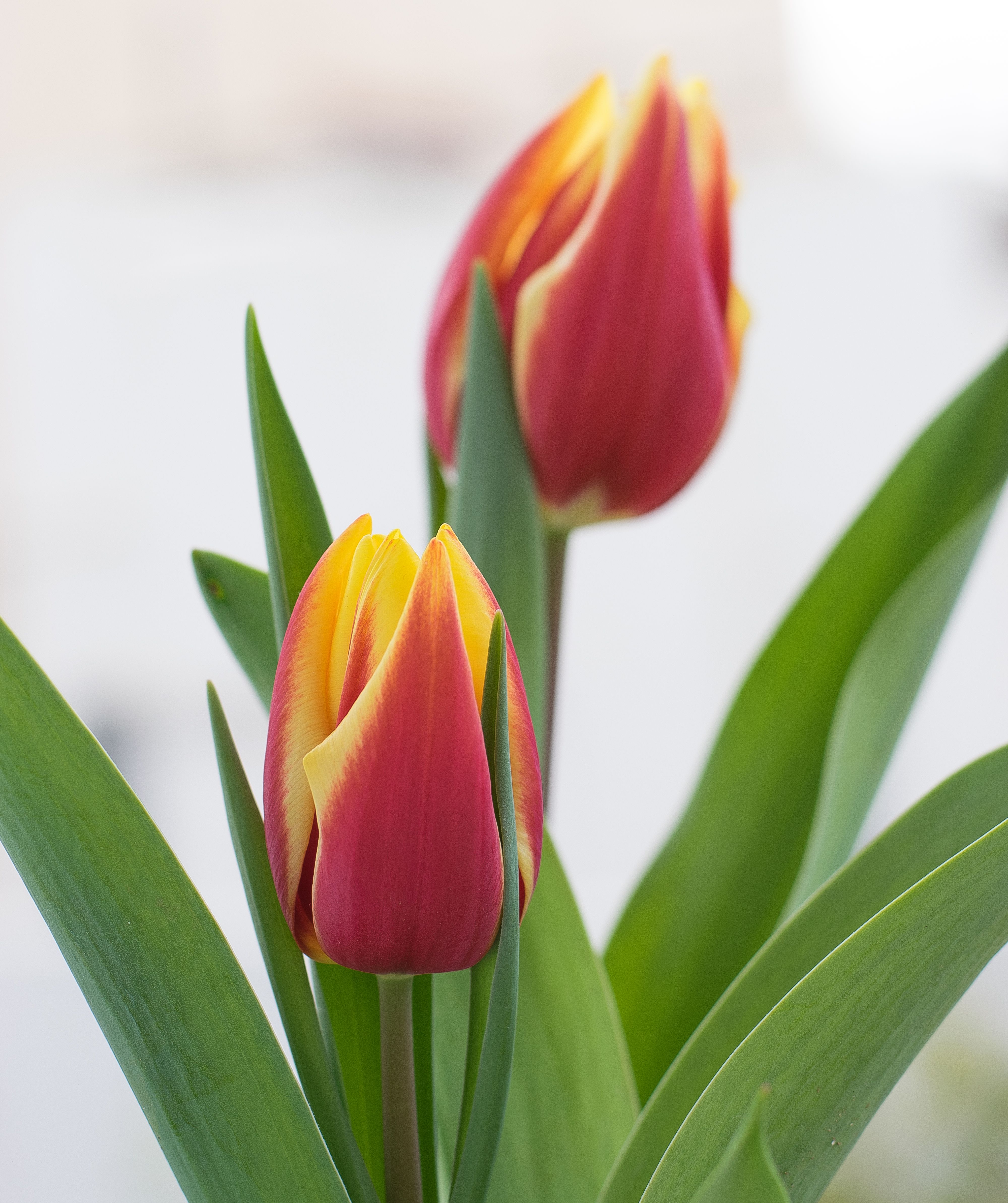 Fotomural Acercamiento de tulipanes rojos y amarillos con pétalos vibrantes y hojas verdes abundantes.