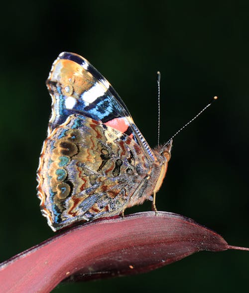 Free stock photo of admirable, admiral underwing, butterfly