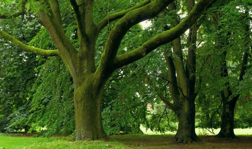 Free Vibrant moss-covered trees in a serene park setting in Salzgitter, Germany. Stock Photo