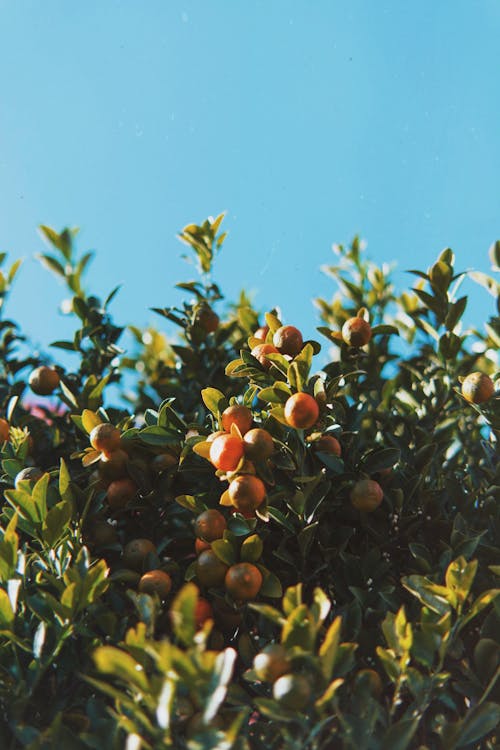 Árbol Frutal Naranja