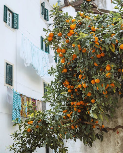 Gratis lagerfoto af afgrøde, blad, Citrus