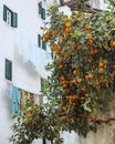 Orange Fruit