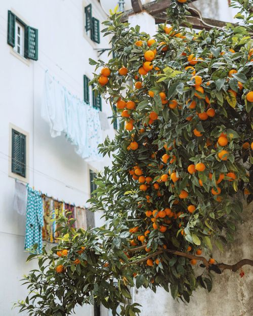 Free Vibrant tangerines hang on branches outside a residential building, showcasing fresh produce in urban life. Stock Photo