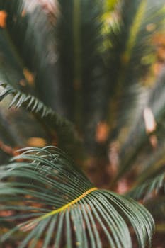 Blurred close-up of lush tropical palm leaves creating a soft, dreamy effect.