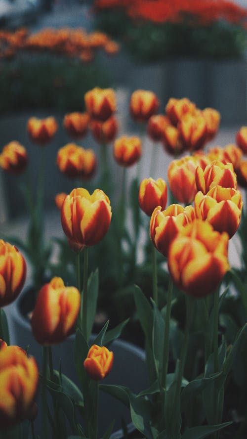 Close-Up Photo Of Flowers