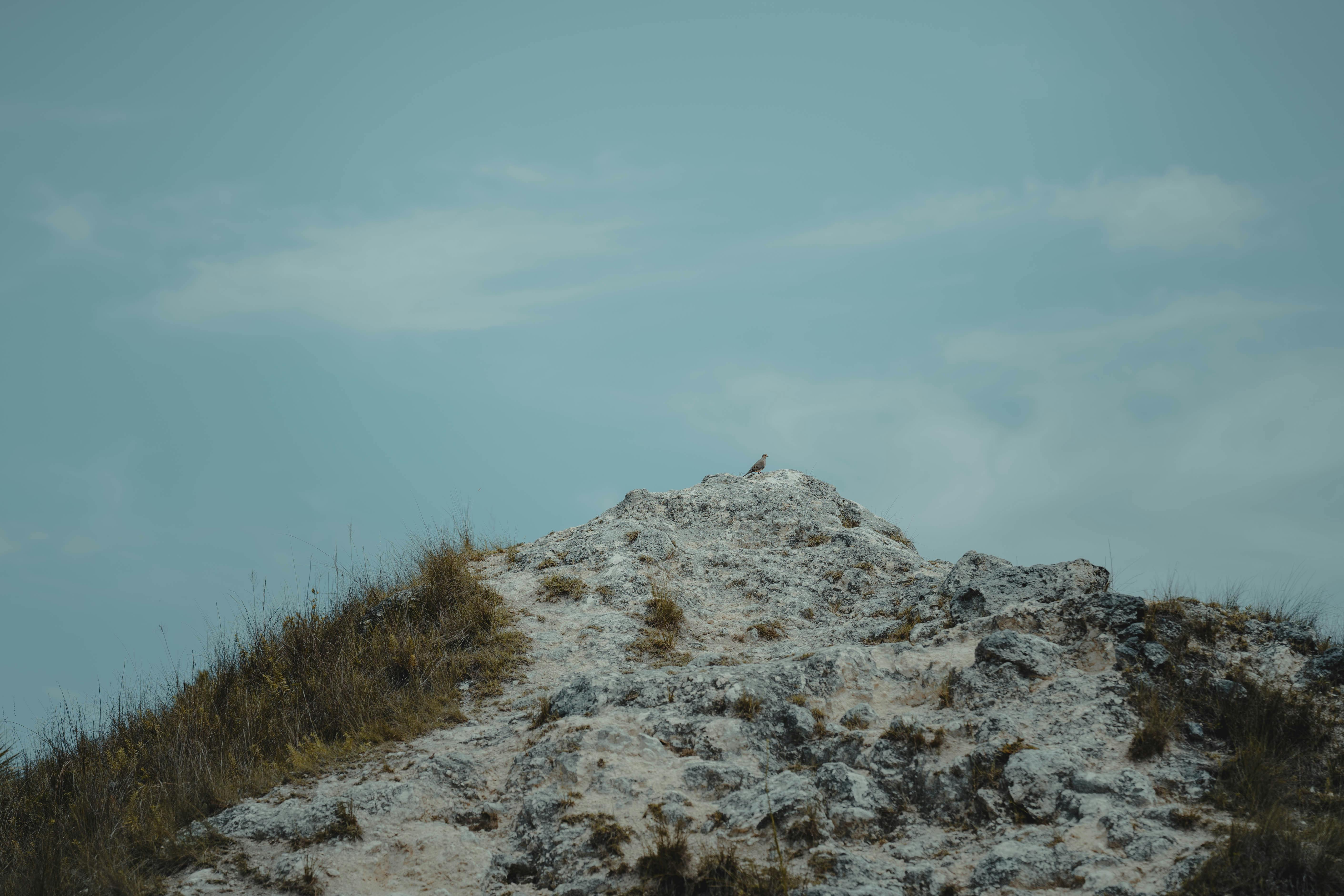 A lone bird perched on a rocky hill under a serene sky in Spring Hill, FL.