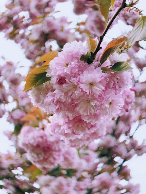 免費 粉色花瓣花的選擇性焦點照片 圖庫相片